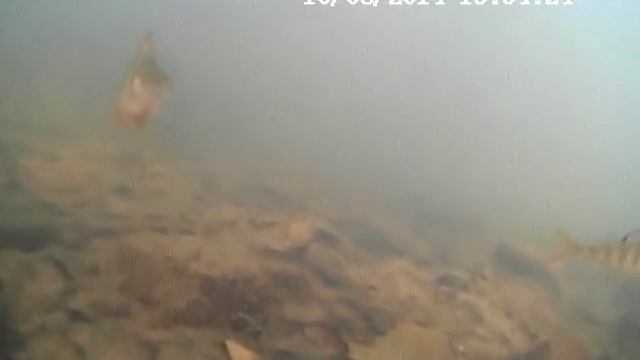 водоглаз видео смотреть онлайн