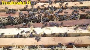 #Пчёлы. Некоторые семьи не носят #мёд. Как заставить их работать на нужном растении и приносить мёд