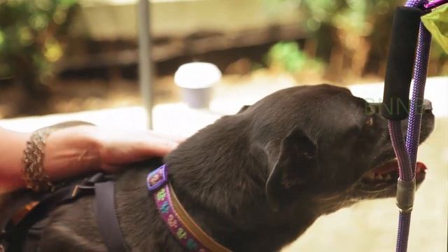 Pet Lovers dog lovers|Любители домашних животных Любители собак|محبي الحيوانات الأليفة смотреть онлайн