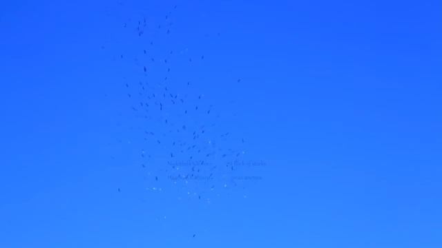 огромная стая аистов над головой, тысячная стая аистов заслонила собой солнце, детеныши аистов смотреть онлайн