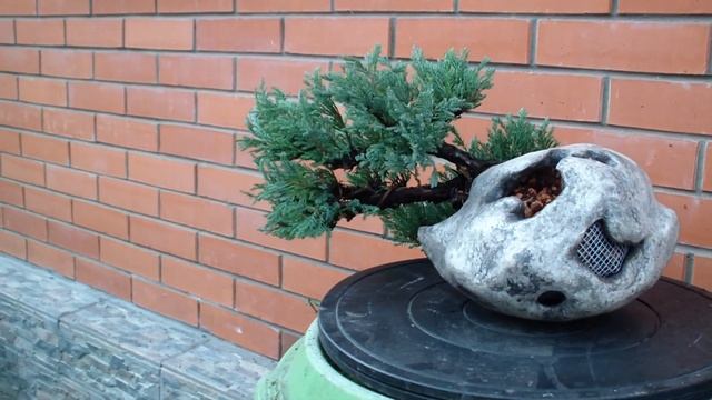 Рак-отшельник или Песнь о вещем можжевельнике смотреть онлайн
