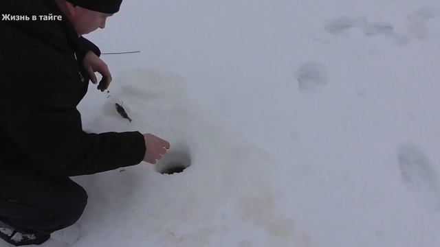 5 дневная рыбалка в тайге на озере/2 часть/налим на жерлицу смотреть онлайн