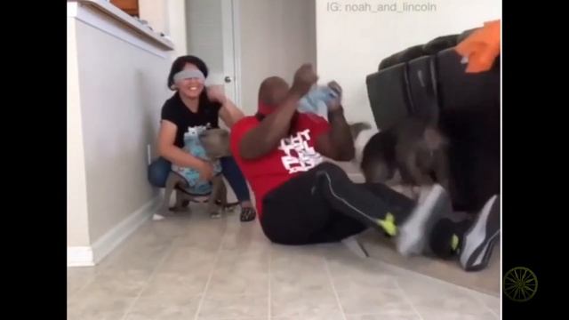 Смешные животные 12/Fanny animals 12 смотреть онлайн