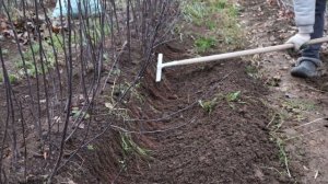 Как вырастить яблоню на клоновом подвое.