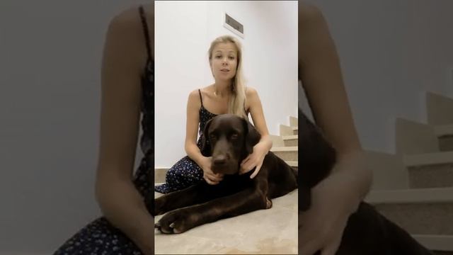 Игорь Алтайский дрессировка в Набережных Челнах смотреть онлайн