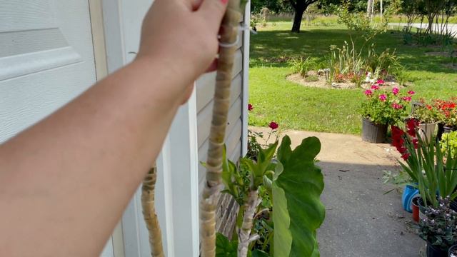 Tour De Mis Begonias Gigantes y Mi Jardín en Julio 2021 смотреть онлайн