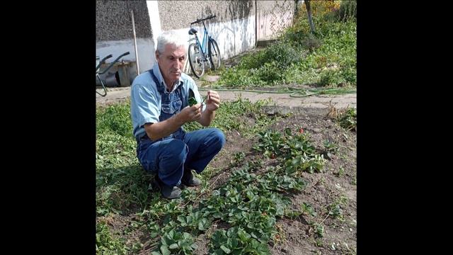 Земляника садовая уход и размножение... смотреть онлайн
