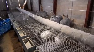 Советская шиншилла кролик