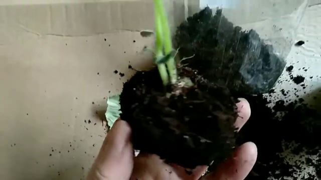 Размножение Глоксинии и фиалки лепестками