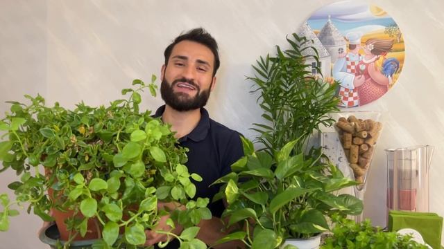 APTENIA Cordifolia | pianta FACILE, succulenta, RICADENTE con FIORI | смотреть онлайн