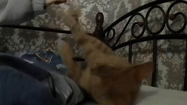 VLOG  Куриный бульон таки кошерный ! Рыжий кот Беня не хочет кушать телятину ?????