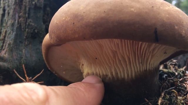 Tapinella atrotomentosa / Свинушка толстая / velvet roll-rim / paxille à pied noir смотреть онлайн