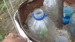 ВЫРАЩИВАЮ ОГУРЦЫ в БОЧКАХ . ШПАЛЕРА для ОГУРЦОВ