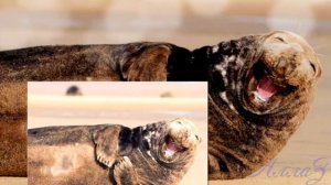 Улыбка.От улыбки хмурый день светлей!