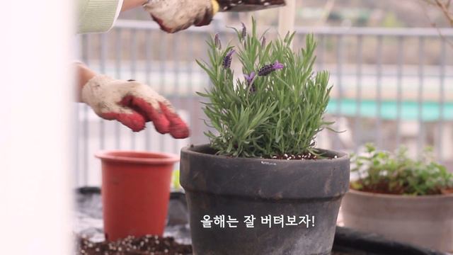 SUB) 테라스에서 키울 수 있는 식물들🌼ㅣ화분 분갈이 노하우 ㅣ파테크 l 테라스 화분 추천 ㅣ페타치즈 파스타 ㅣterrace gardening l gardening Vlog смотреть онлайн
