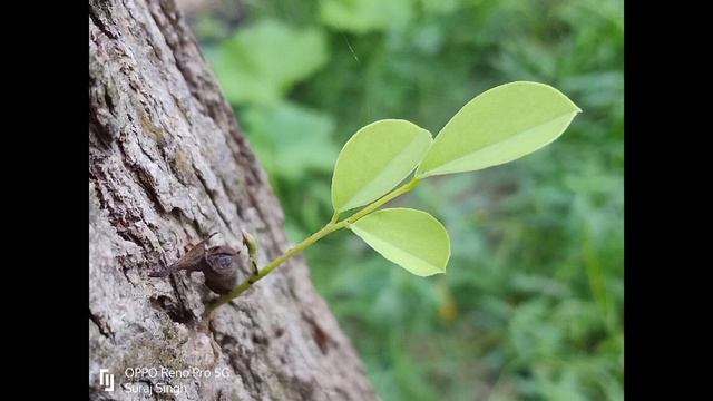 Oppo Reno 9 Pro 5G Unboxing | Oppo Reno 9 Pro 5G Camera Test |Oppo Reno 9 Pro 5G Camera Zoom Test | смотреть онлайн