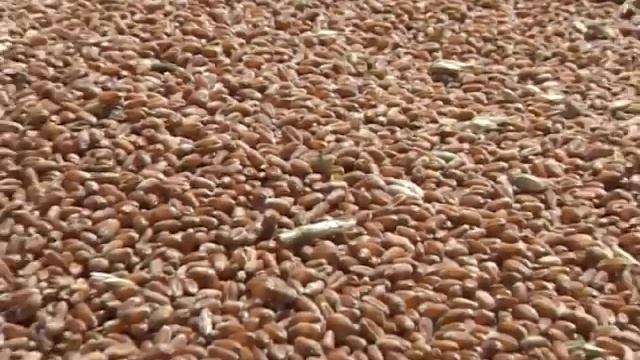 AGROSERVIS FORUM O PSENICI