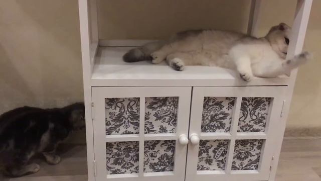 Любимые вислоушки смотреть онлайн