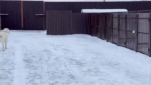 Алабай САО. Барс, кобель белого окраса - видео 1. Родители щенков. смотреть онлайн