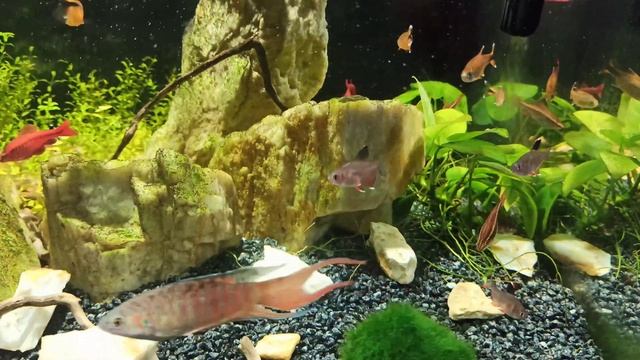 Аквариум с макроподами. Участник конкурса смотреть онлайн