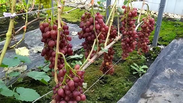 Виноградное АССОРТИ !!! Часть 4 Ранний Виноград смотреть онлайн