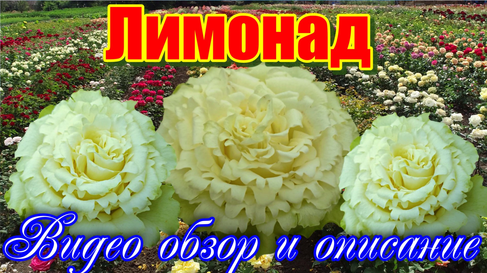 Сорт с самым продолжительным цветением Лимонад - Lemonade (Эквадор) смотреть онлайн