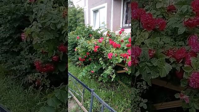 11 июля 2022 г.Петербург. Шикарный куст роз во дворе спального района. смотреть онлайн
