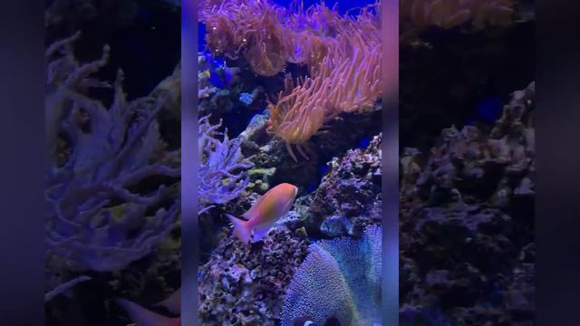 Поездка в музей океана смотреть онлайн