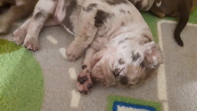 Catahoula puppies Litter A ( born: 18.09.2016)