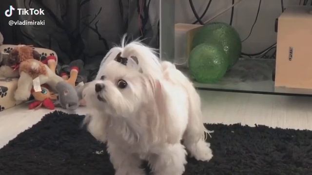 Яко е дайте лайк смотреть онлайн