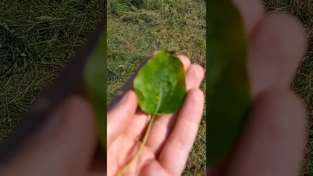 Грушевый галловый клещ смотреть онлайн