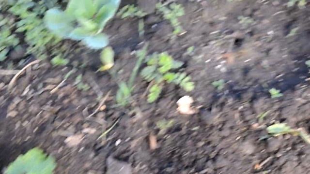 Пельмени//Сбежал кролик//Опора для гороха//Запустили летний душ смотреть онлайн