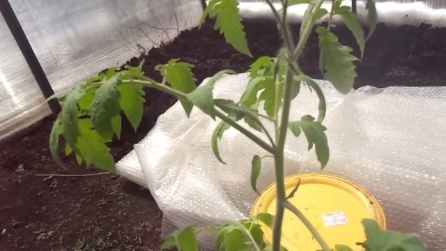 КАК ДОЛЖНА ВЫГЛЯДЕТЬ РАССАДА ТОМАТА ПЕРЕД ВЫСАДКОЙ В ГРУНТ? Ольга Чернова. смотреть онлайн