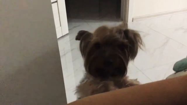 Смешная Моня, йорк просится. смотреть онлайн