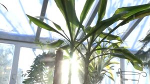 Размножение драцены Деремская верхушечными черенками