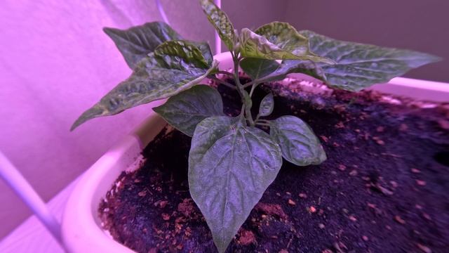 Timelapse (GoPro Hero 12 Black 5.2K) рост Тринидад Скорпион шоколадный - 12 часов после полива смотреть онлайн