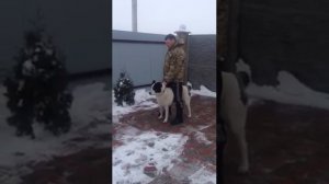 Дрессировка Алабая на охрану