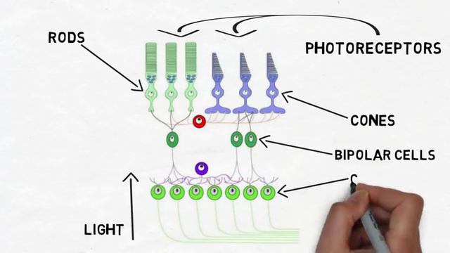 2-Minute Neuroscience: The Retina смотреть онлайн