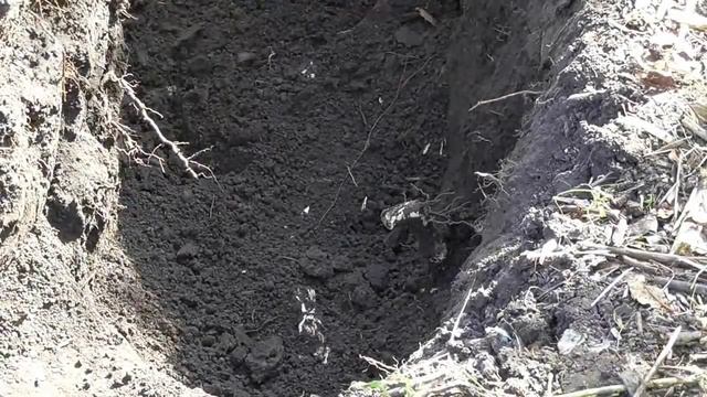 Выкорчевка старых плодовых деревьев вручную (без техники) смотреть онлайн