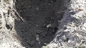 Выкорчевка старых плодовых деревьев вручную (без техники)