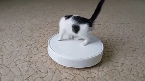 кот катается на пылесосе