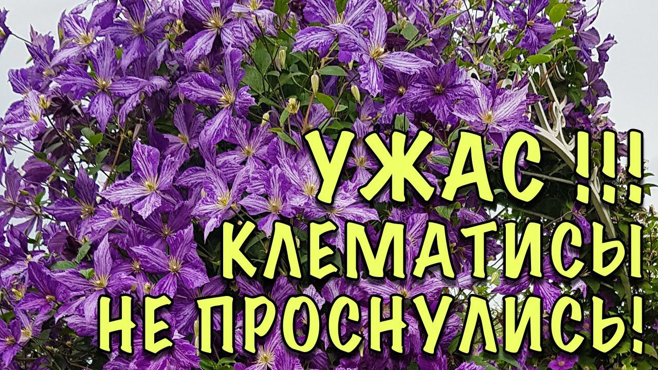 НЕ ВЗДУМАЙТЕ ВЫКАПЫВАТЬ! Клематисы НЕ ПРОСНУЛИСЬ! Стимулируем БЫСТРЫЙ РОСТ спящих и слабых побегов смотреть онлайн