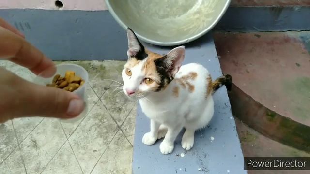 How Cats React after seeing their Food (Whiskas)?❤️? смотреть онлайн