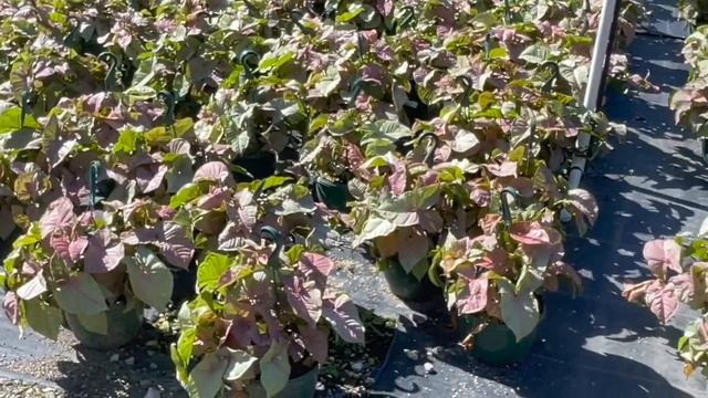 Tour of Andersen Farms || Behind the Scenes || 90 Acres of Foliage and Growing смотреть онлайн