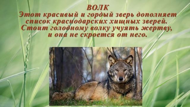 Экологическое путешествие Животные Краснодарского края смотреть онлайн