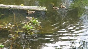 Подросшие утята. Кемерово - озеро Солдатское