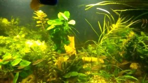 Освещение аквариума светодиодными прожекторами