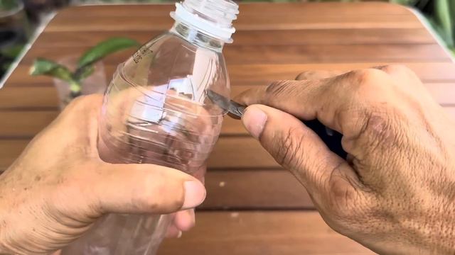 Tôi Đã Hồi Sinh Rễ Và Lá Non Hoa Lan Thành Công 100% Theo Cách Này смотреть онлайн