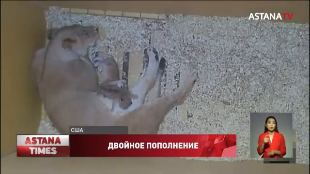 Сразу два африканских львёнка появились в зоопарке Денвера смотреть онлайн