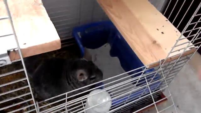Шиншилла любит купацццо ))) смотреть онлайн
